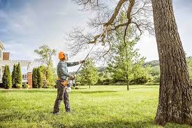 Best Tree Risk Assessment  in New Carrollton, MD