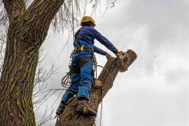 Why Choose Our Tree Removal Services in New Carrollton, MD?